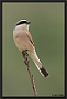 Grauwe Klauwier, Red-backed Shrike, Lanius collurio Location: Lafionas, Greece (Lesbos) grauwe klauwier MG 9179 kopie